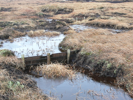 Wooden dam blocking a gully in a peatland