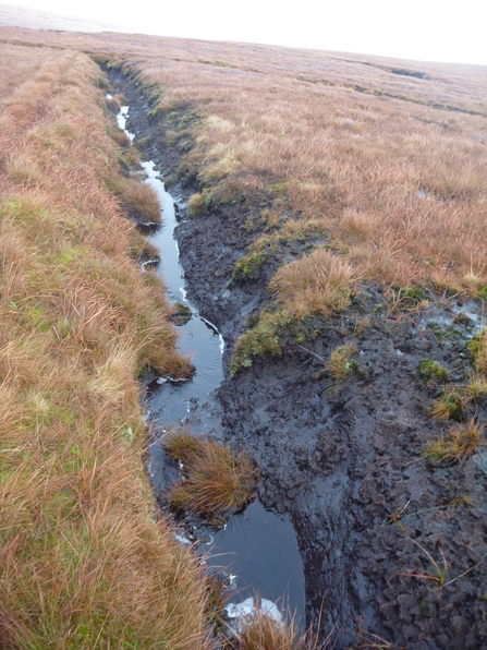 Peatland drain with water in it