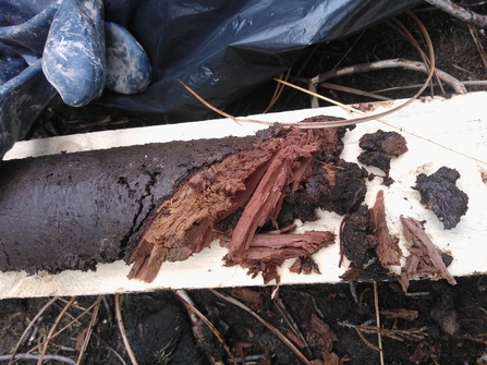 A peat core taken from Langlands Moss containing remains of wood preserved in peat for 1500 years 