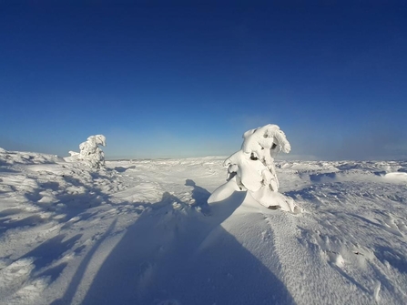 Vast peatland landscape under snow.