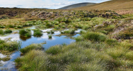 Bog pool and restored peat hag at Glenfeshie Estate in the Cairngorms National Park. Restoration funded by Peatland ACTION.