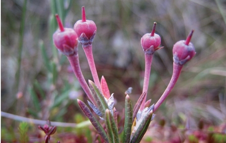 Bog rosemary (Andromeda polifolia) at Cadgill Flow, Dumfries and Galloway.
