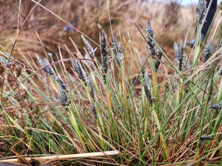 Cottongrass flowers