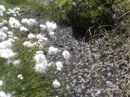 Cottongrass