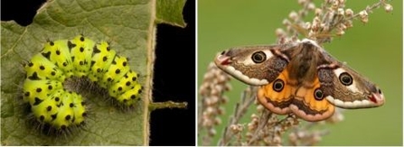 Emperor moth caterpillar and adult male moth