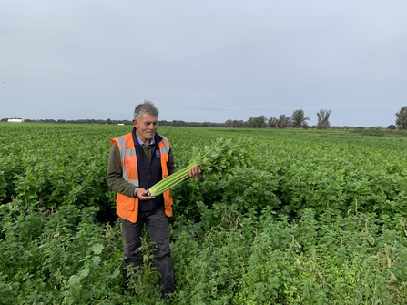 A farmer holding celery that has been grown on peatland