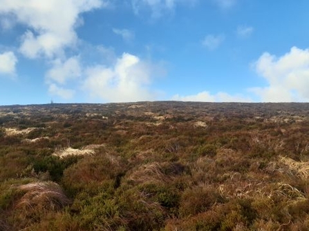 Heather and other peatland plants with a blue sky at Garron Plateau Special Area of Conservation in Northern Ireland