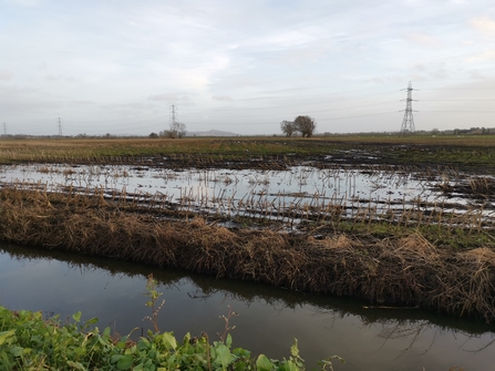 A drained peatland near Westhay Moor