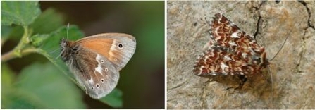 Large heath and yellow underwing - montage