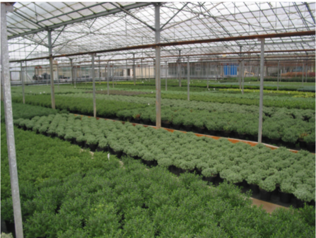 Commercia Hebe production in Melcourt Sylvamix® professional peat-free growing medium.