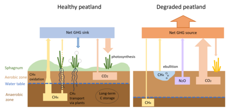 Diagram showing Greenhouse gas exchange between peat and the atmosphere on a healthy peatland compared to a degraded peatland