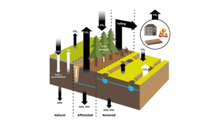 FIGURE 1 Conceptual diagram of key carbon cycle pathways and changes with peatland afforestation and restoration. Credit