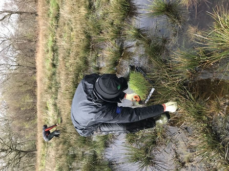 Volunteers planting cottongrass on peatland