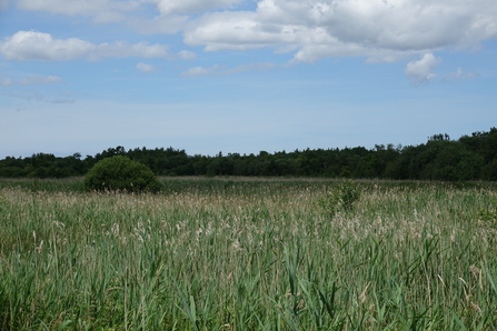 Reedbeds in the Broads