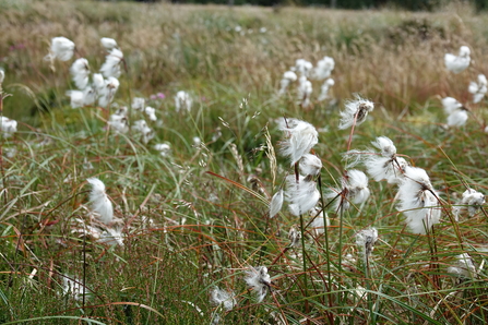 Cottongrass
