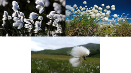 Three species of cottongrass found in the UK