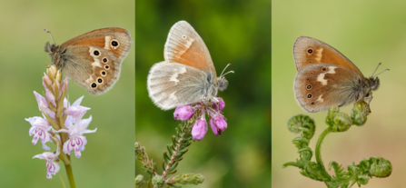 From left to right: large heath subspecies davus, scotica and polydama.