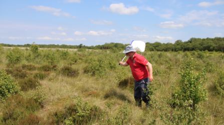 A man collecting a large heath donor population using a net at Winmarleigh Moss