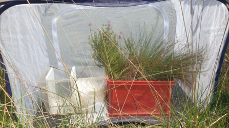 Large heath butterfly release enclosure