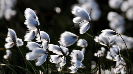 White tufts of hare's tail cottongrass