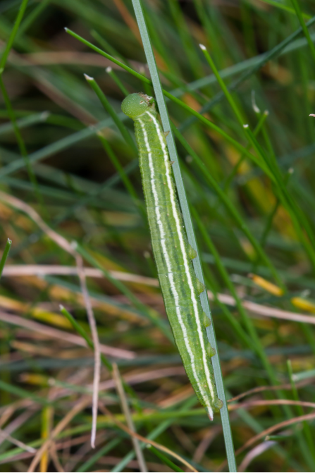 A green large heath caterpillar on a blade of grass