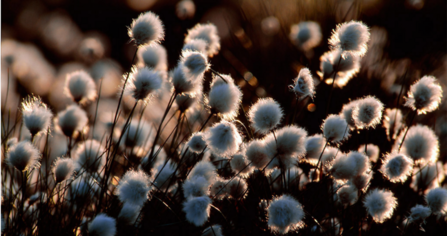 Commn cottongrass