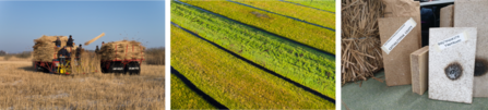 Montage of three images. Machines reed harvesting, Green Sphagnum mosses growing in a field. Blocks of Aldert Typha products