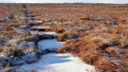 Series of peat dams along a ditch in the snow.