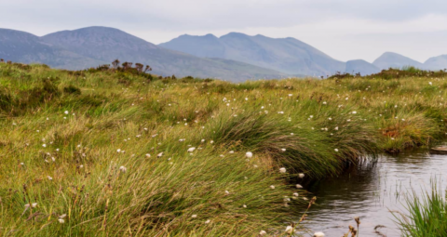 Peatland landscape. Water filled ditch in the foreground. White cottongrass seeds heads in the midground and mountains in the background