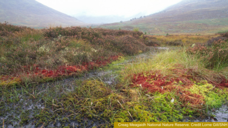 Colourful sphagnum mosses
