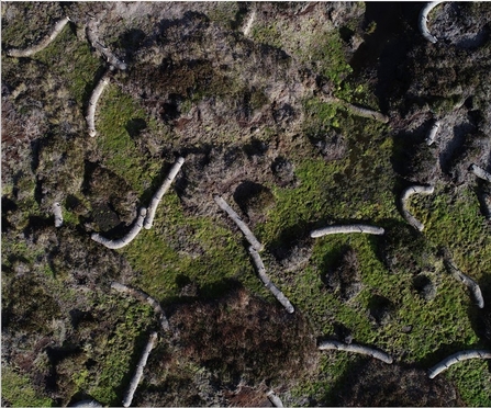 Aerial view of coir logs used to slow the flow of water to help reduce gully erosion. 
