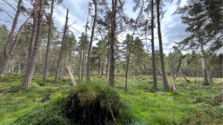 Abernethy bog woodland