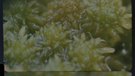 Still from 'The most important plant in the world'