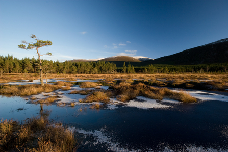 Inshriach - Allt a' Mharcaidh 