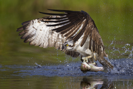 Osprey (Pandion haliaetus) fishing, Cairngorms National Park, Scotland