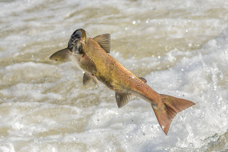 Salmon leaping in a river