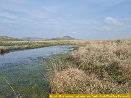 Bodmin Moor peatland restoration site.