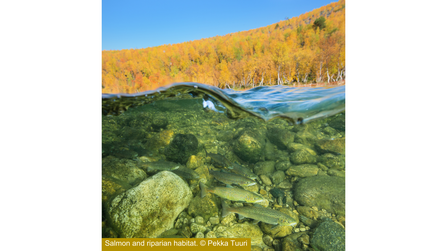 Salmon in riparian habitat.