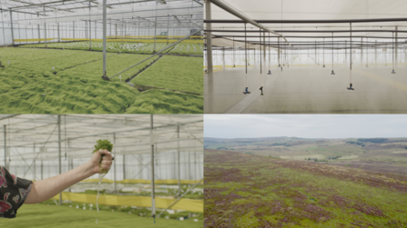 Sills collation from "The most important plant in the world".
