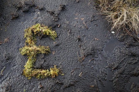 Sphagnum moss grown in the shape of a pound sign against a background of bare soil