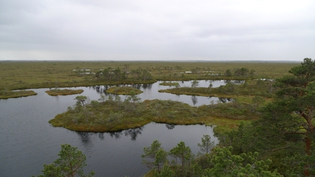 Bog pools on a raised bog in Estonia