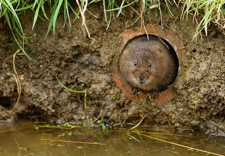 Water Vole at entrance to a burrow on an embankment