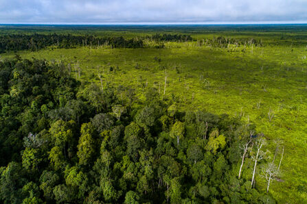 Peatland forest in Borneo