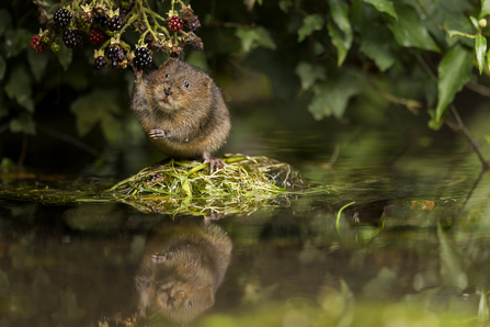 Water Vole sitting on vegetation and eating blackberries