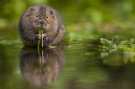 Water Vole eating vegetation