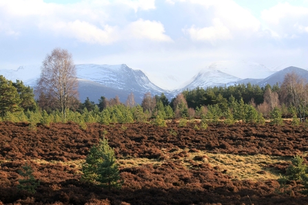Peat bog with trees along the perimeter and mountains in the background