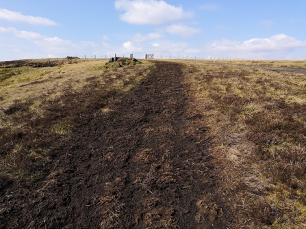 Tracks through a peatland