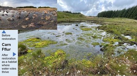 The re-wetted landscape after NPAP restoration at Carn Fflur led to the arrival of water voles previously unrecorded at this site.
