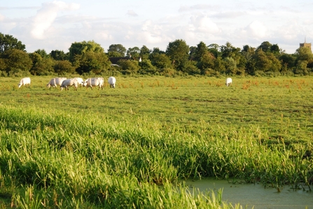 Small number of cattle on a fen.