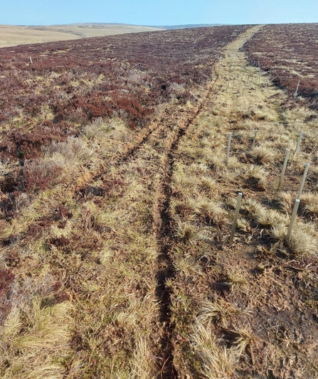 Tracks through peatland caused by dirt bikes.